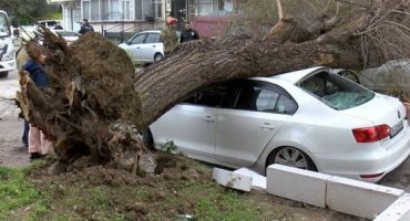 İstanbul’da e lodos nedeniyle ağaçlar devrildi…