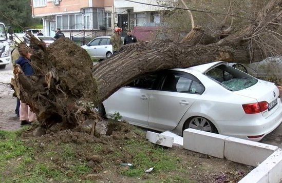 İstanbul’da e lodos nedeniyle ağaçlar devrildi…