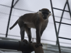 Denizli’de açlıktan bitkin düşün maymun bulundu…