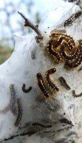 İstanbul’da ‘zehirli çam kese tırtıl’ alarmı…