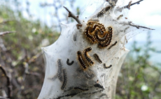 İstanbul’da ‘zehirli çam kese tırtıl’ alarmı…
