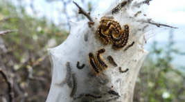 İstanbul’da ‘zehirli çam kese tırtıl’ alarmı…