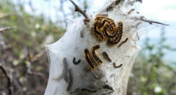 İstanbul’da ‘zehirli çam kese tırtıl’ alarmı…