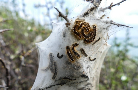 İstanbul’da ‘zehirli çam kese tırtıl’ alarmı…