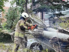 Beylikdüzü’nde 10 METRELİK AĞAÇ OTOMOBİLİN ÜZERİNE DEVRİLDİ