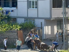 Esenyurt’ta kaçak kurban kesenlere ceza …