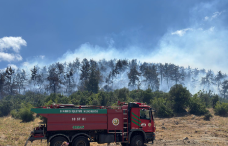 Balıkesir’de orman yangını!