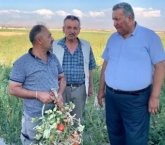 CHP’li Gürer: ‘Çiftçinin dalındaki yeşil domatesine icra geldi’