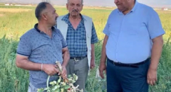 CHP’li Gürer: ‘Çiftçinin dalındaki yeşil domatesine icra geldi’
