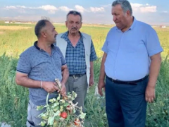 CHP’li Gürer: ‘Çiftçinin dalındaki yeşil domatesine icra geldi’