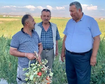 CHP’li Gürer: ‘Çiftçinin dalındaki yeşil domatesine icra geldi’