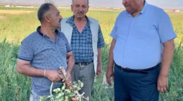 CHP’li Gürer: ‘Çiftçinin dalındaki yeşil domatesine icra geldi’